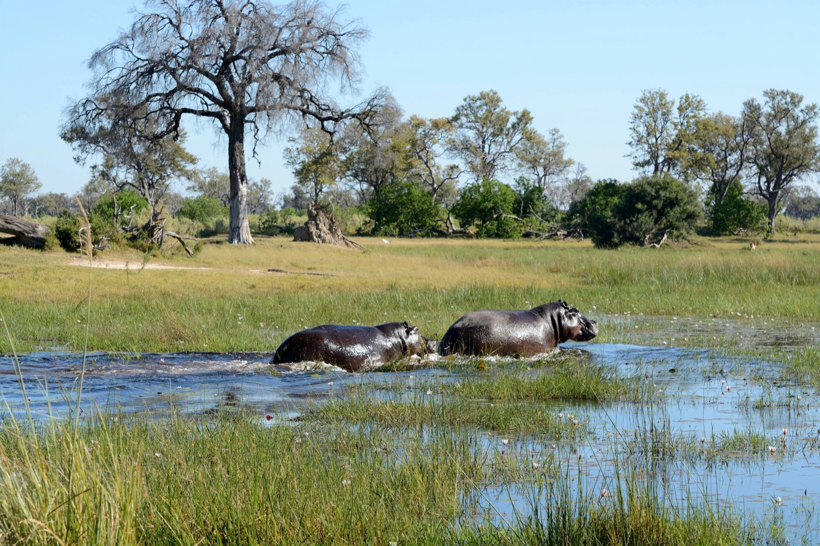 Maun, Botswana