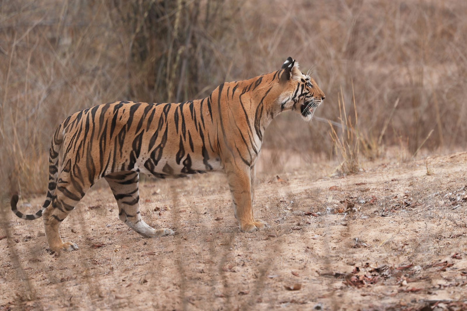Umaria (Bandhavgarh) guide foto 3