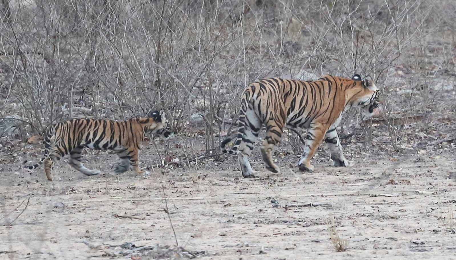 Umaria (Bandhavgarh) guide foto 4