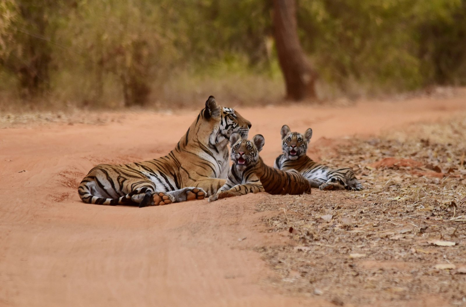 Umaria (Bandhavgarh)