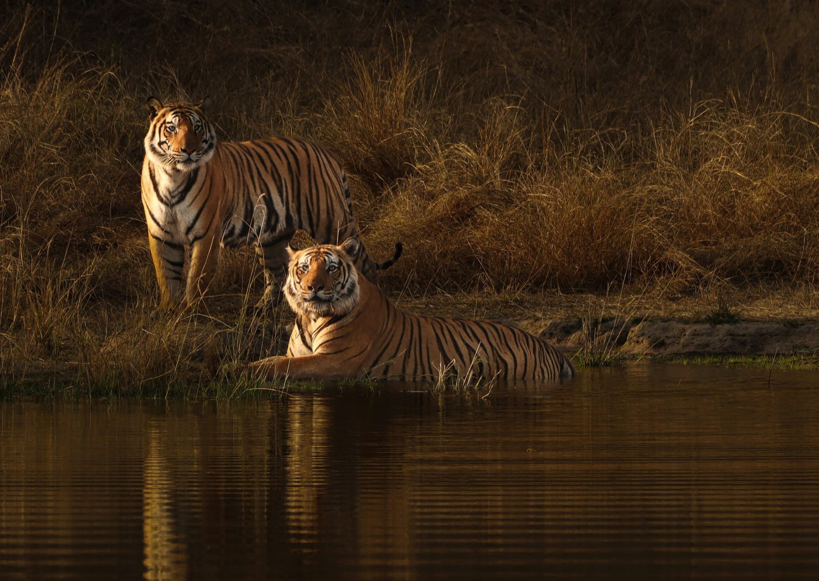 Umaria (Bandhavgarh) safari