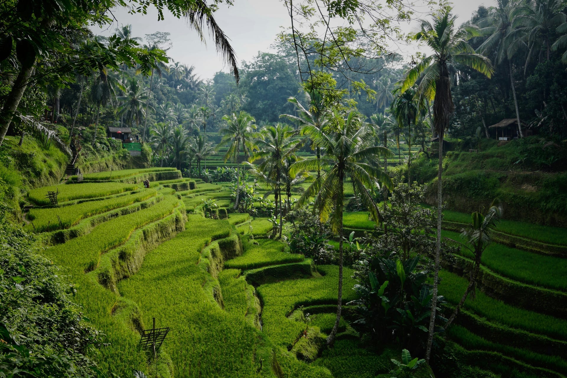 Bali nature