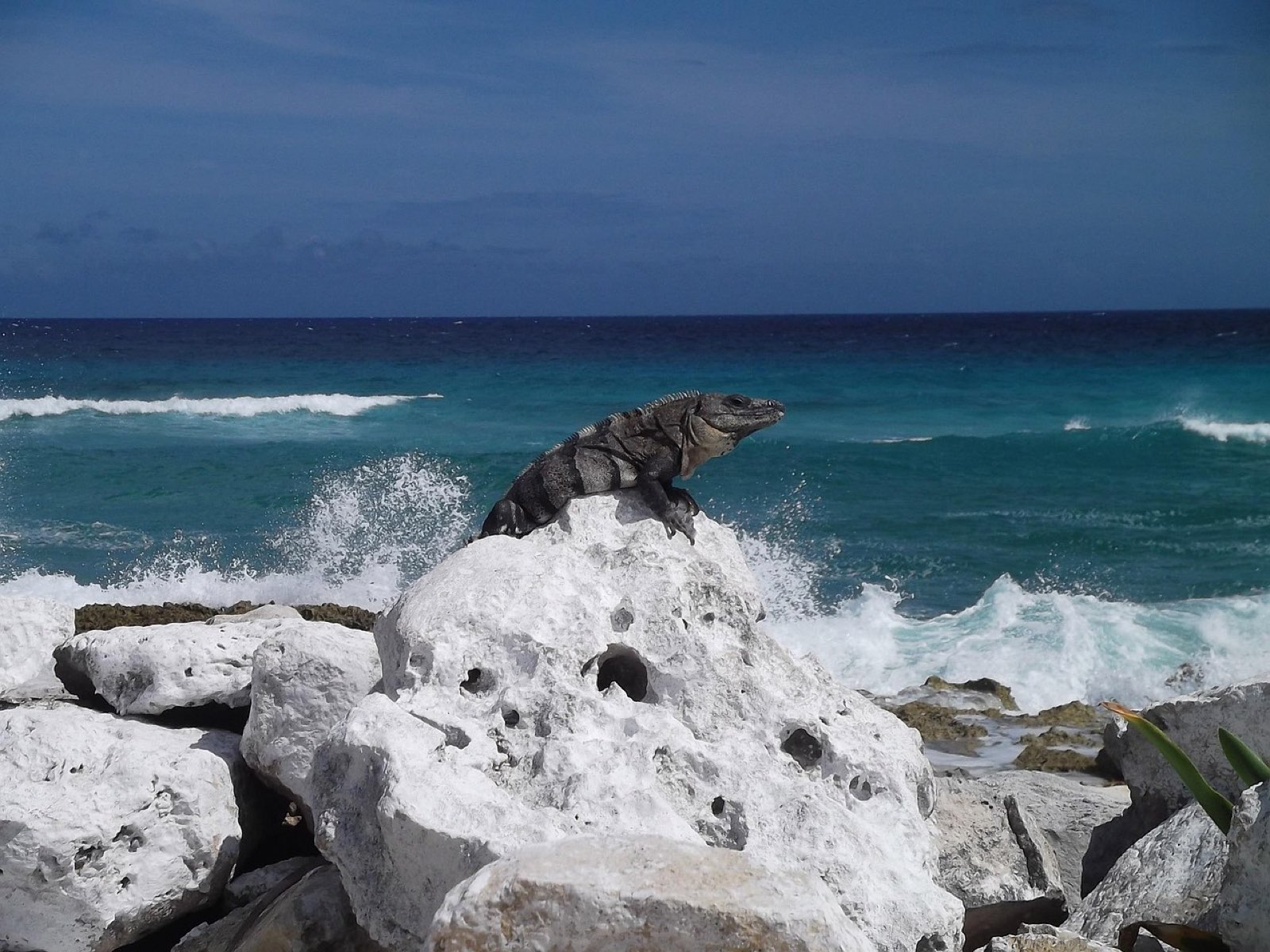 San Miguel de Cozumel guide foto 4