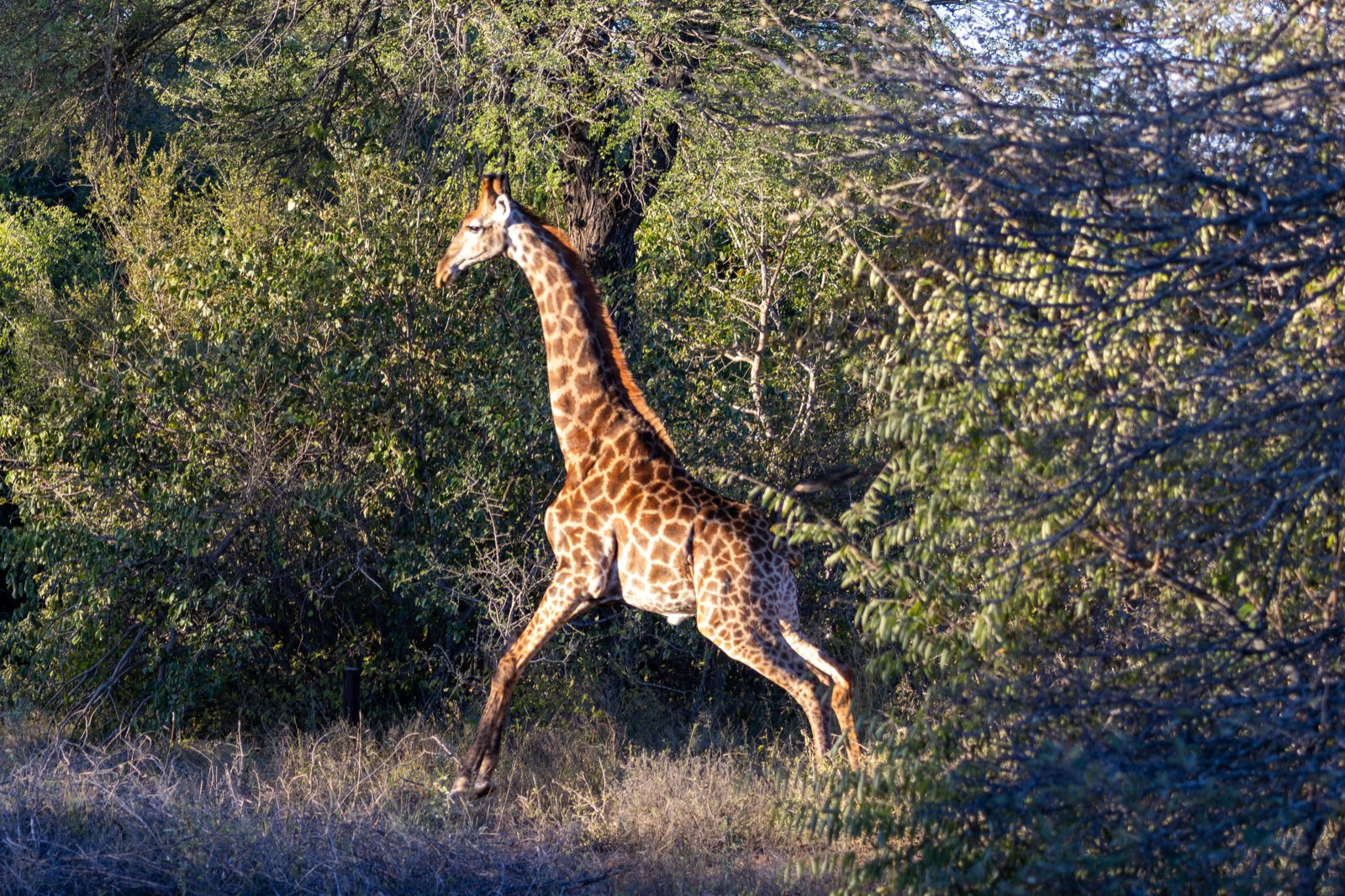 Hoedspruit guide foto 2