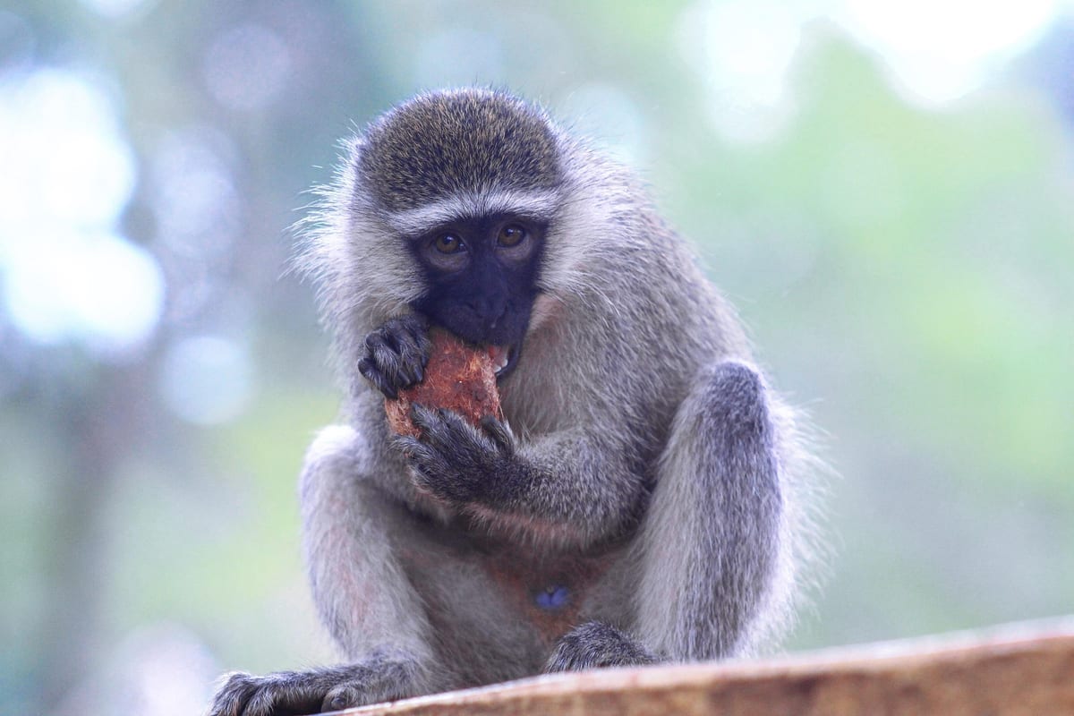 Kampala guide foto 3