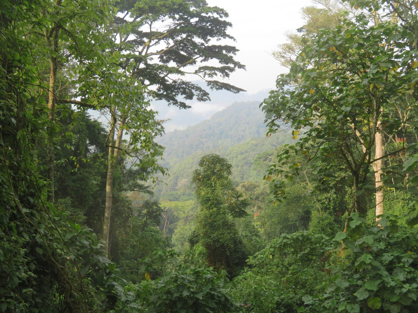 Kisoro nature
