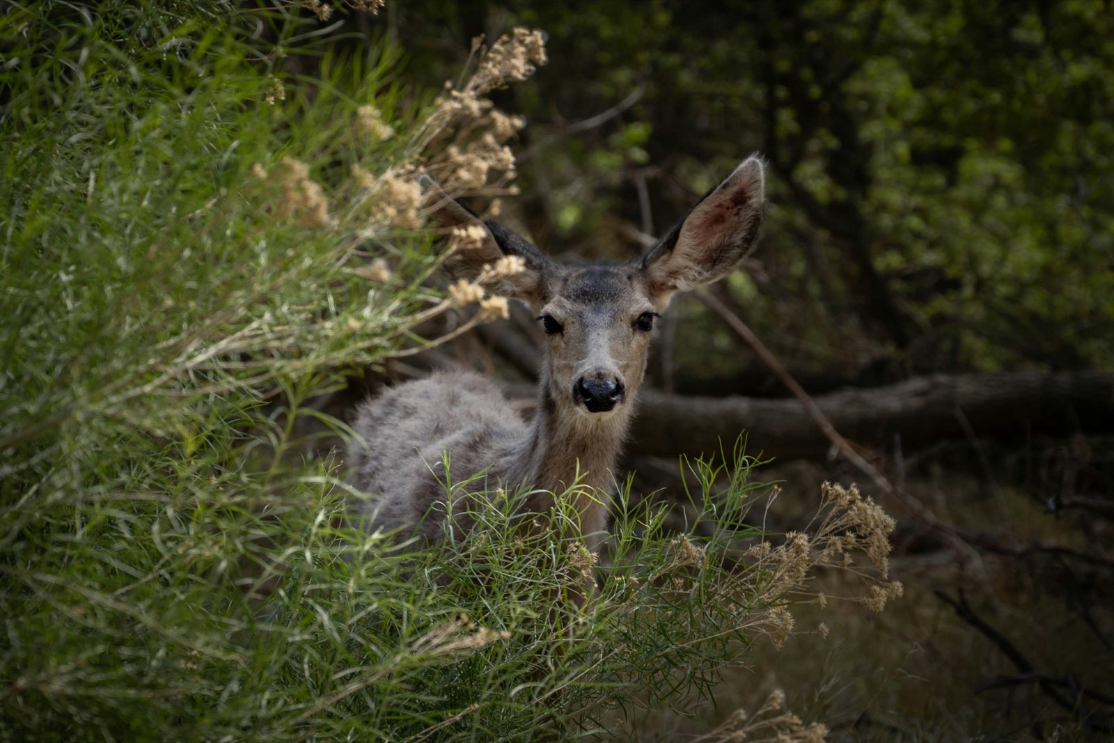 Springdale, Utah guide foto 4