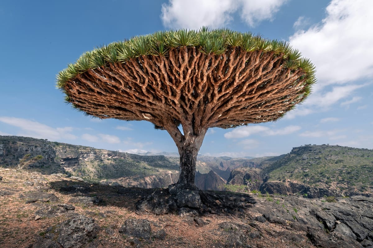Socotra foto B
