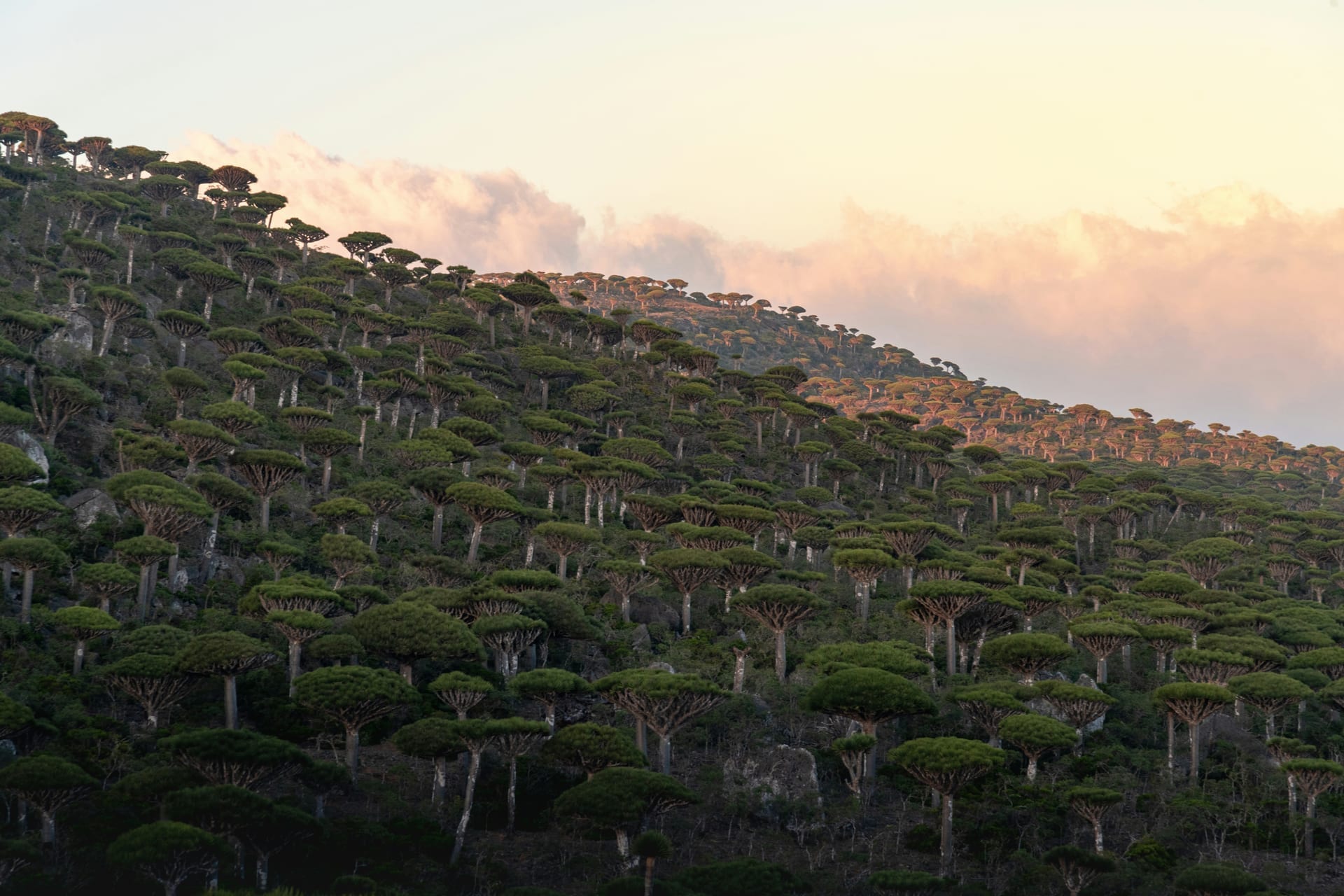 Socotra nature