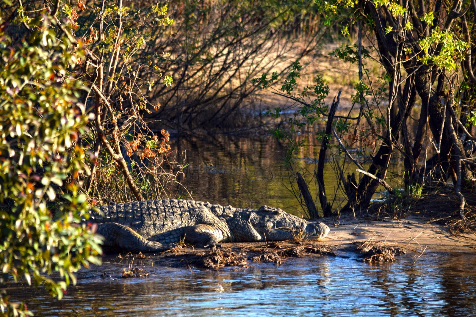 Victoria Falls guide foto 1